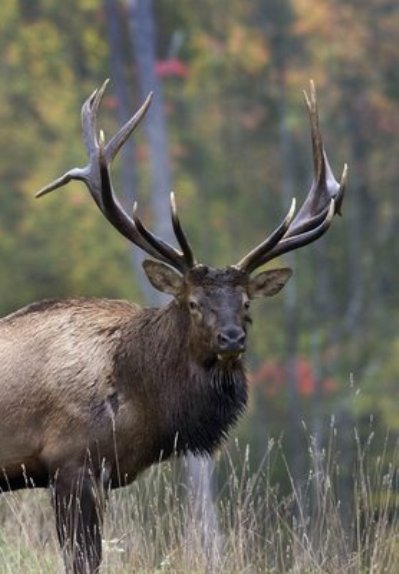 bull elk looking at me